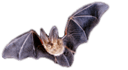 Bat Removal and Bat Exclusion