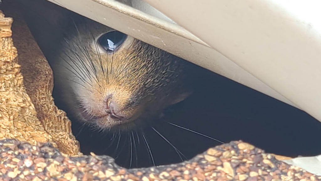 Risks of Squirrel Removal