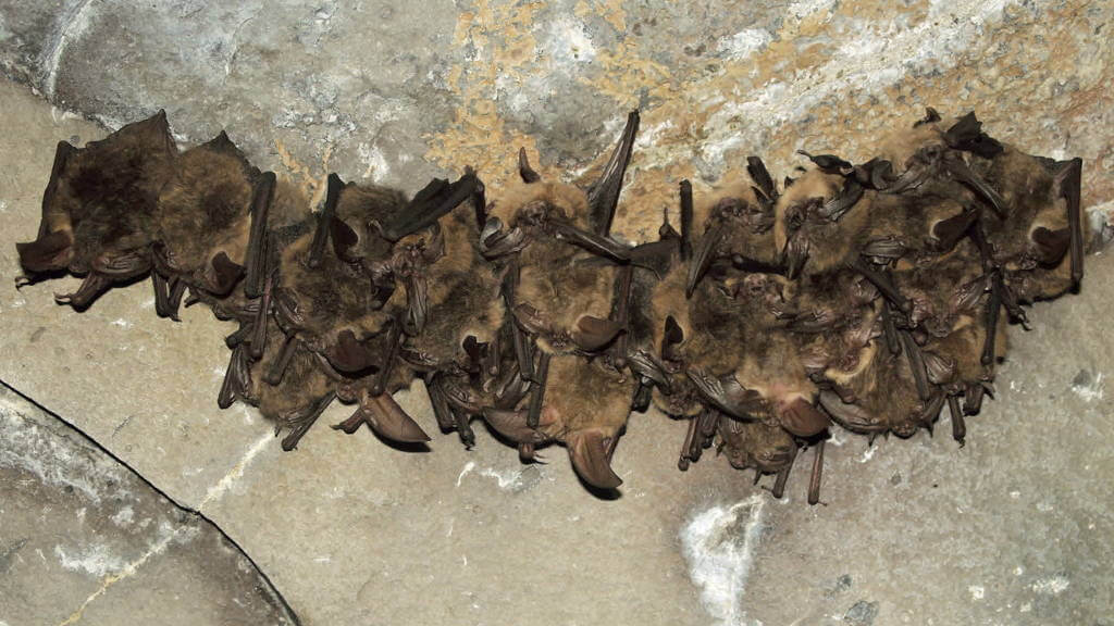 Risks of Bat Removal