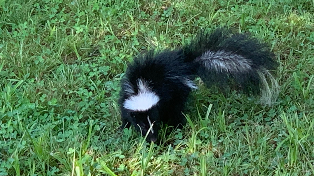 Skunks and Zoonotic Disease