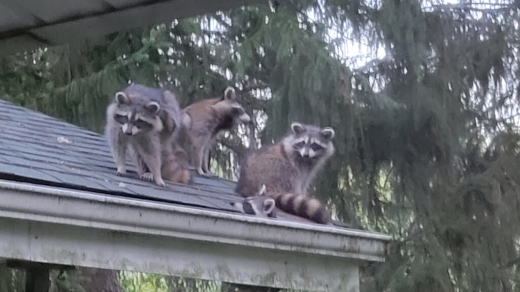 Risks of Raccoon Removal