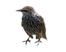 European Starling