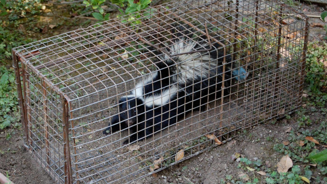 Skunk in Cage