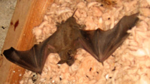 Bat in Attic