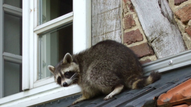 Raccoon on Roof