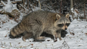 Raccoons in Winter