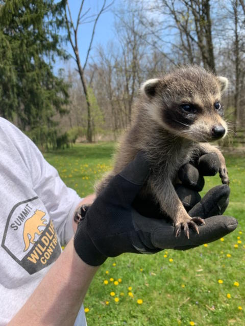 newborn baby raccoons