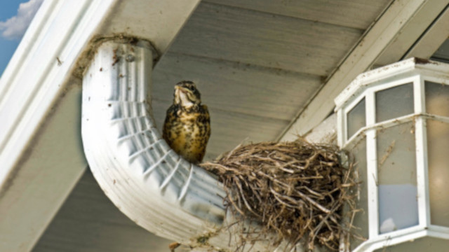 Birds Nesting on Gutter