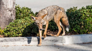 Dealing With Urban Coyotes