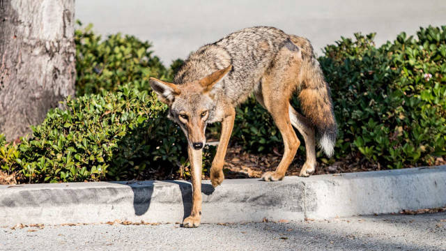 Dealing With Urban Coyotes