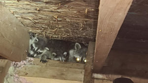 Raccoons Giving Birth in Ohio