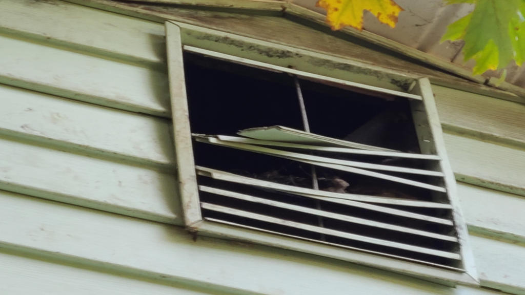 Raccoon Damage to Gable Vent