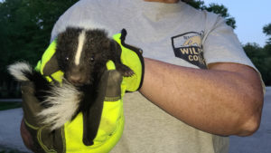 Holding Skunk Kit